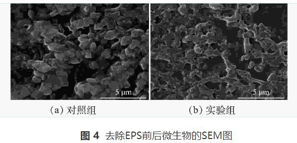微生物絮凝剂对废水中木质纤维类污染物的絮凝机理(图9)