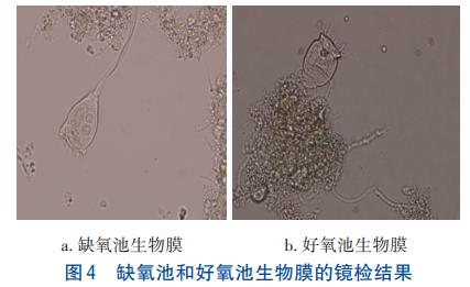 农村污水处理一体化多级AO生物膜反应工艺(图4)