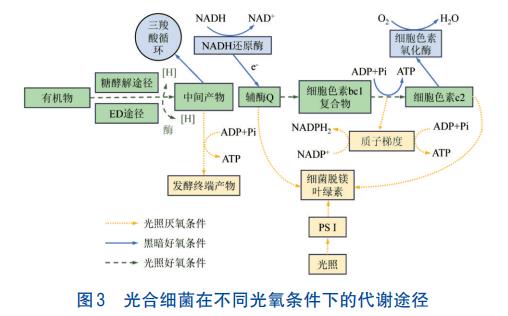 光合细菌废水资源化再利用工艺(图4)