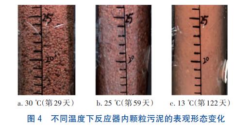 温度对Anammox-HAP脱氮性能及污泥特性的影响(图6)
