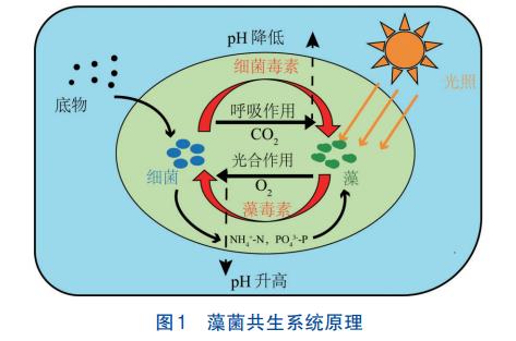 藻菌共生系统处理污水原理及影响(图1)