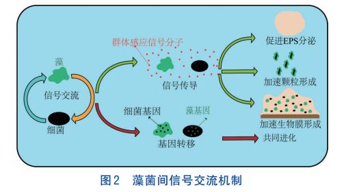 藻菌共生系统处理污水原理及影响(图2)