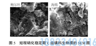 载体对短程硝化生物膜特性的影响(图5)
