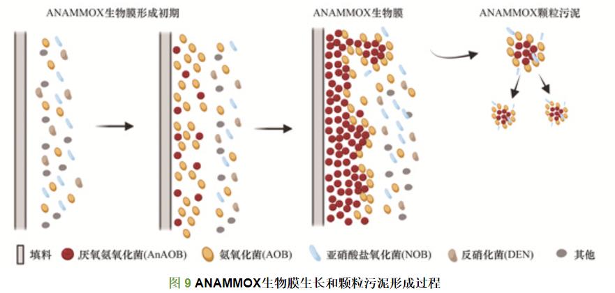 填料对ANAMMOX污泥活性恢复的影响(图13)