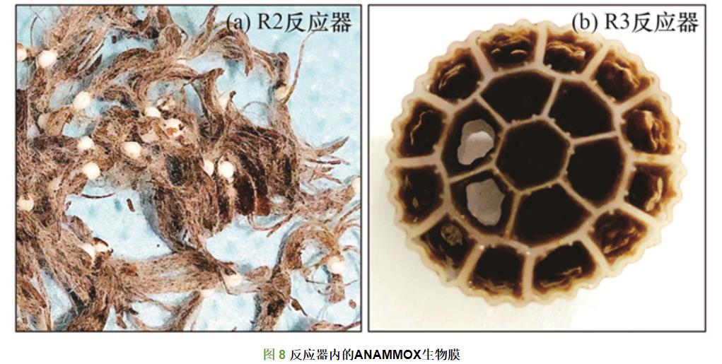 填料对ANAMMOX污泥活性恢复的影响(图12)