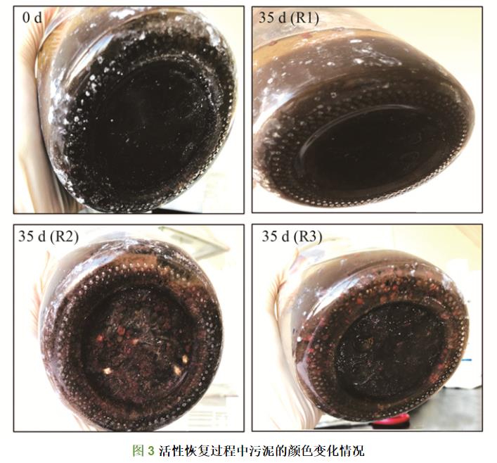 填料对ANAMMOX污泥活性恢复的影响(图5)