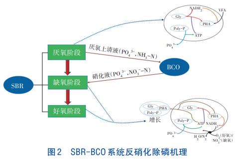 农村生活污水处理反硝化除磷技术(图3)