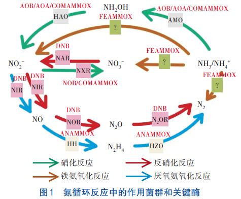 污染物去除转化废水生物脱氮技术(图2)